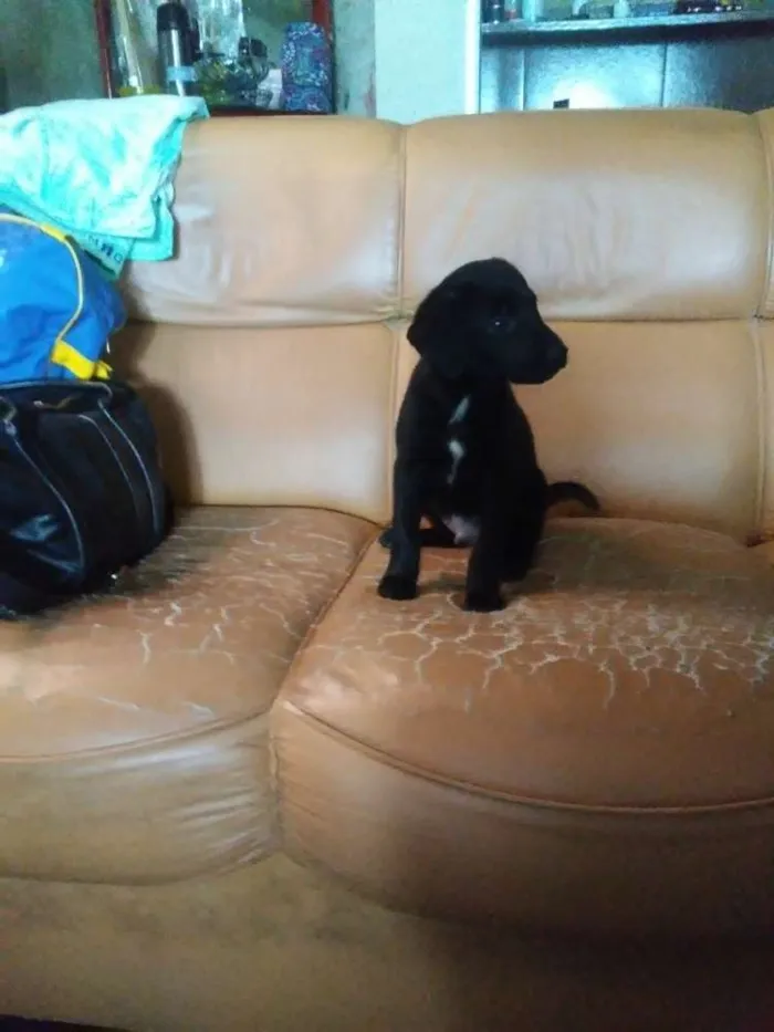 Cachorro ra a Viralata mistisa labrador idade Abaixo de 2 meses nome Serena