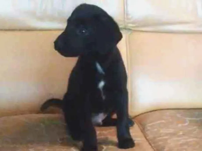 Cachorro ra a Viralata mistisa labrador idade Abaixo de 2 meses nome Serena