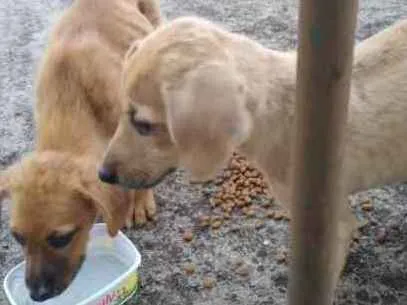 Cachorro ra a RND idade Abaixo de 2 meses nome Nao sei