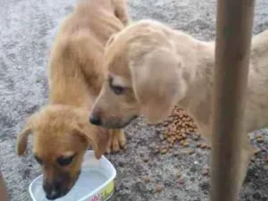 Cachorro raça RND idade Abaixo de 2 meses nome Nao sei