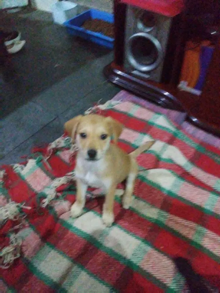 Cachorro ra a Viralata mistisa labrador idade Abaixo de 2 meses nome Cristal