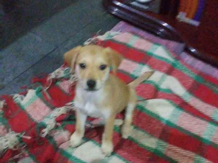 Cachorro ra a Viralata mistisa labrador idade Abaixo de 2 meses nome Cristal