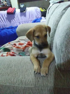 Cachorro raça Viralata mistisa labrador idade Abaixo de 2 meses nome Niki