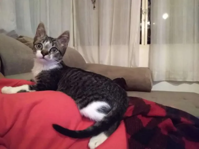 Gato ra a srd idade 2 a 6 meses nome à escolher