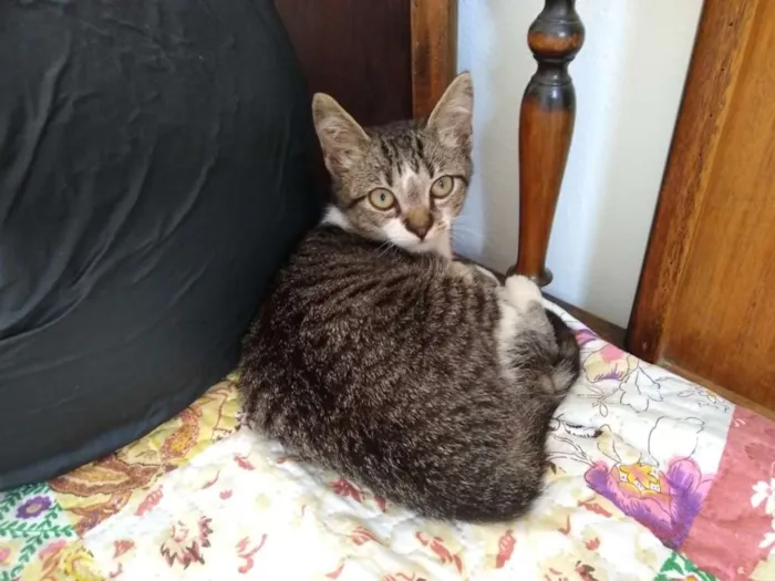 Gato ra a srd idade 2 a 6 meses nome à escolher
