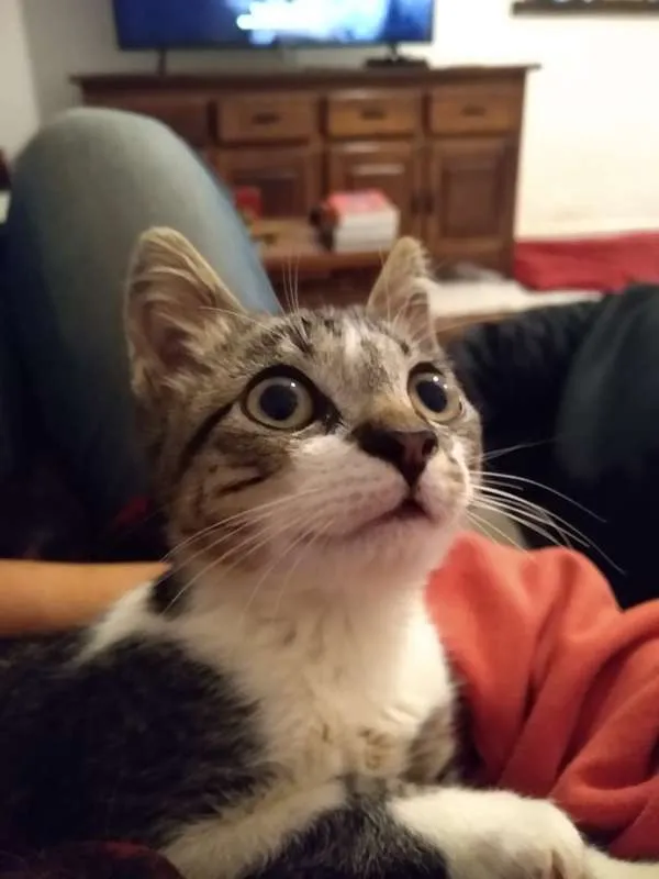 Gato ra a srd idade 2 a 6 meses nome à escolher