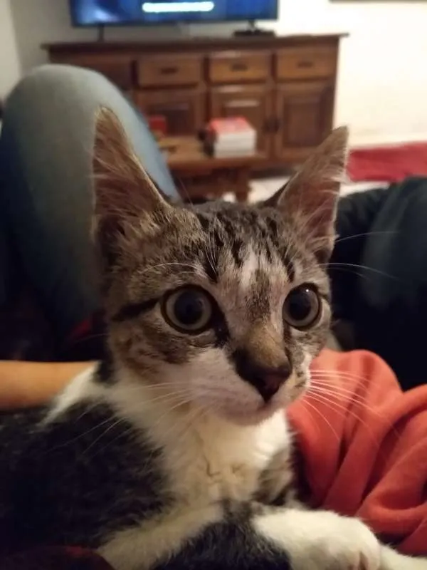 Gato ra a srd idade 2 a 6 meses nome à escolher