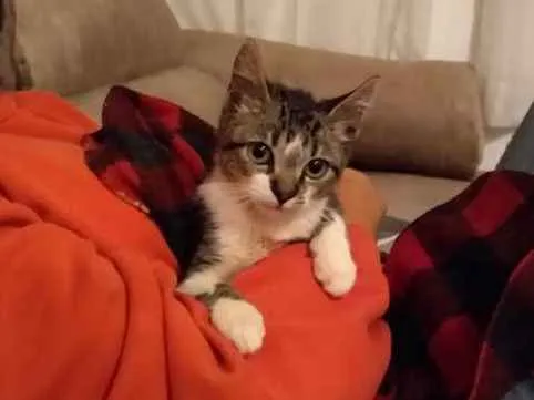 Gato ra a srd idade 2 a 6 meses nome à escolher