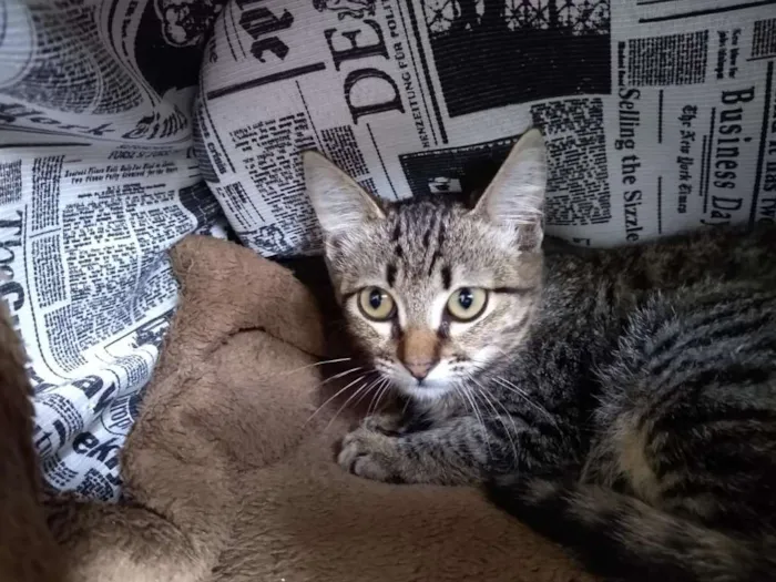 Gato ra a SRD idade 2 a 6 meses nome à escolher