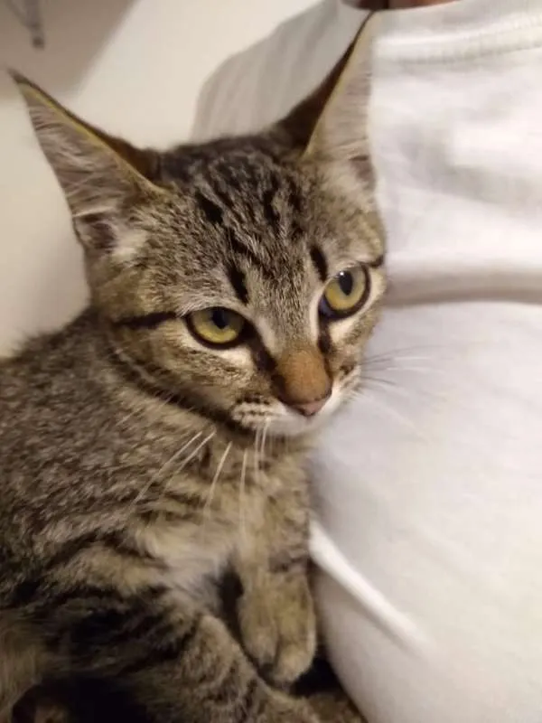 Gato ra a SRD idade 2 a 6 meses nome à escolher