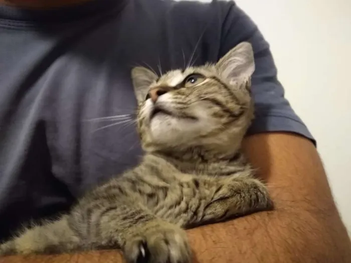 Gato ra a SRD idade 2 a 6 meses nome à escolher