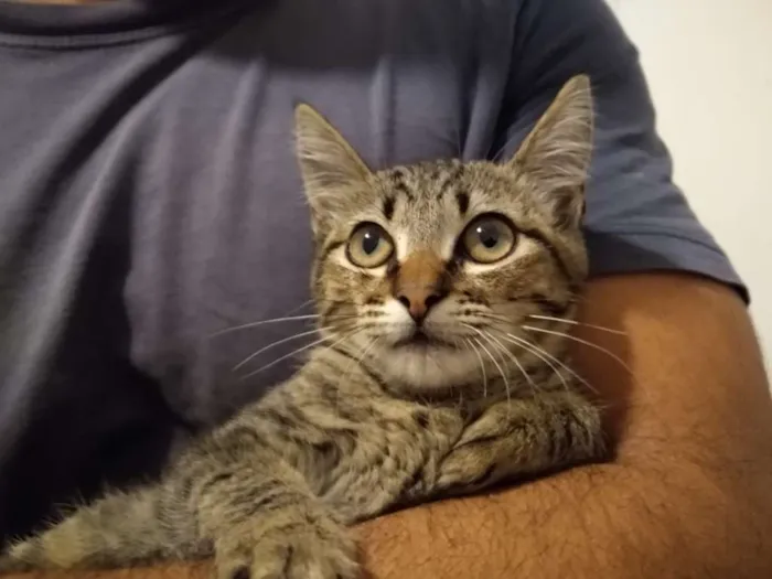 Gato ra a SRD idade 2 a 6 meses nome à escolher