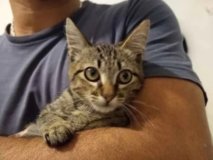 Gato ra a SRD idade 2 a 6 meses nome à escolher
