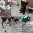 Gatos