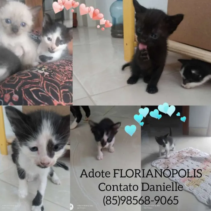 Gato ra a Filhotes  idade Abaixo de 2 meses nome Gatos