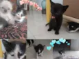 Gatos