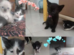 Gato raça Filhotes  idade Abaixo de 2 meses nome Gatos