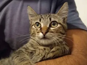 Gato raça SRD idade 2 a 6 meses nome à escolher