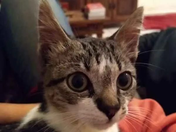Gato ra a srd idade 2 a 6 meses nome à escolher