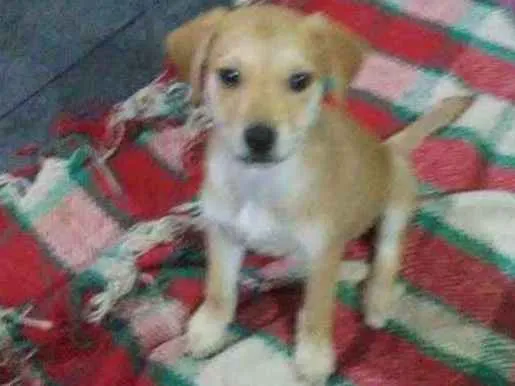 Cachorro ra a Viralata mistisa labrador idade Abaixo de 2 meses nome Cristal