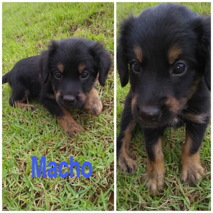 Cachorro raça Sem raça definida idade Abaixo de 2 meses nome  Pop, Rock, Dug