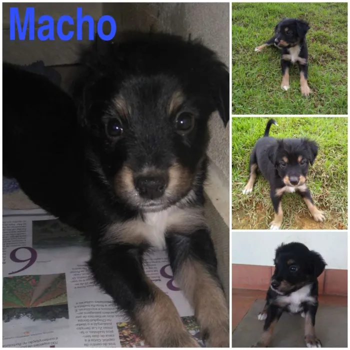 Cachorro raça Sem raça definida idade Abaixo de 2 meses nome  Pop, Rock, Dug