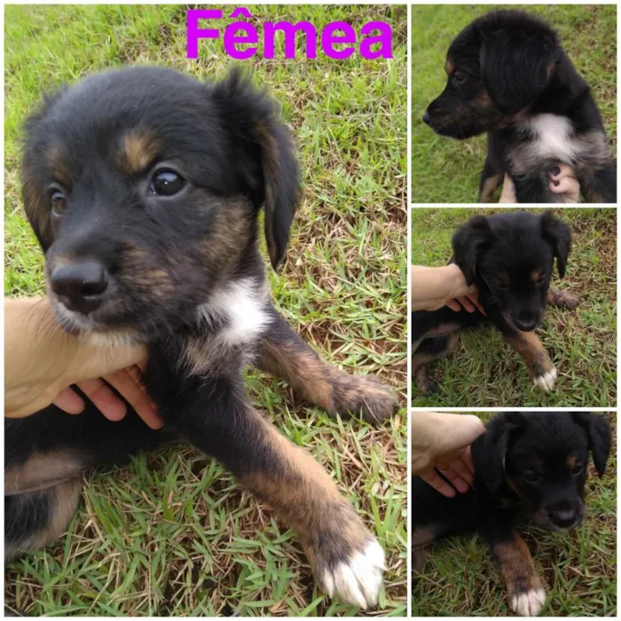 Cachorro raça Sem raça definida idade Abaixo de 2 meses nome  Pop, Rock, Dug