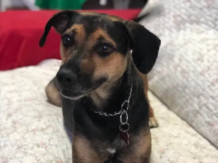 Cachorro raça SRD idade 3 anos nome Neno