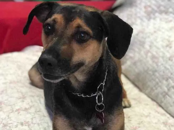 Cachorro raça SRD idade 3 anos nome Neno