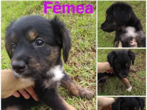 Cachorro raça Sem raça definida idade Abaixo de 2 meses nome  Pop, Rock, Dug