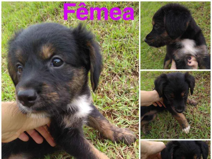 Cachorro raça Sem raça definida idade Abaixo de 2 meses nome  Pop, Rock, Dug