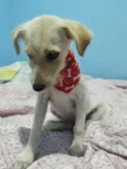 Paçoca