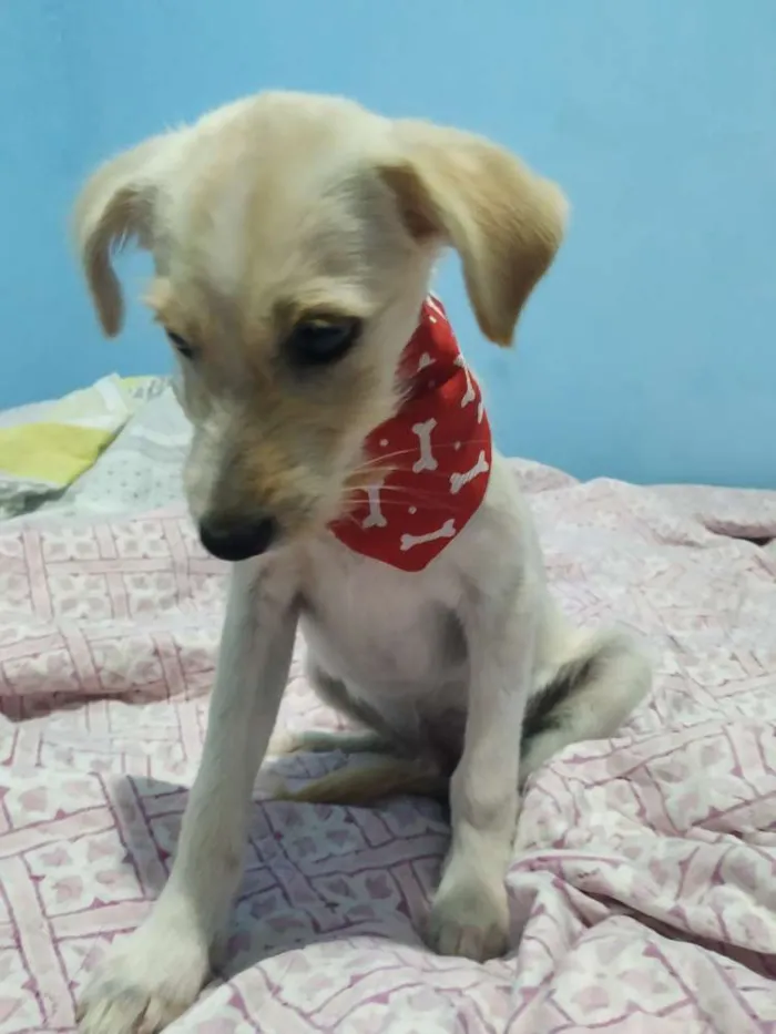 Cachorro raça Vira lata idade 2 a 6 meses nome Paçoca