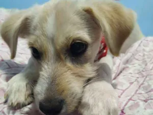 Cachorro raça Vira lata idade 2 a 6 meses nome Paçoca