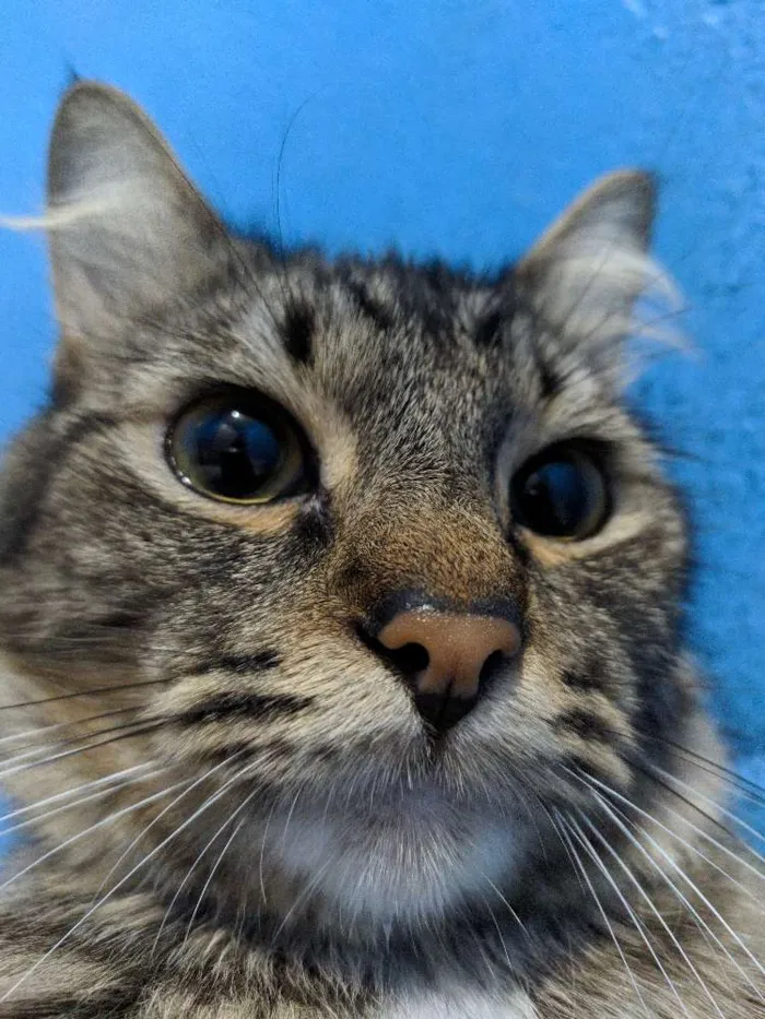 Gato ra a Srt idade 2 anos nome Ted