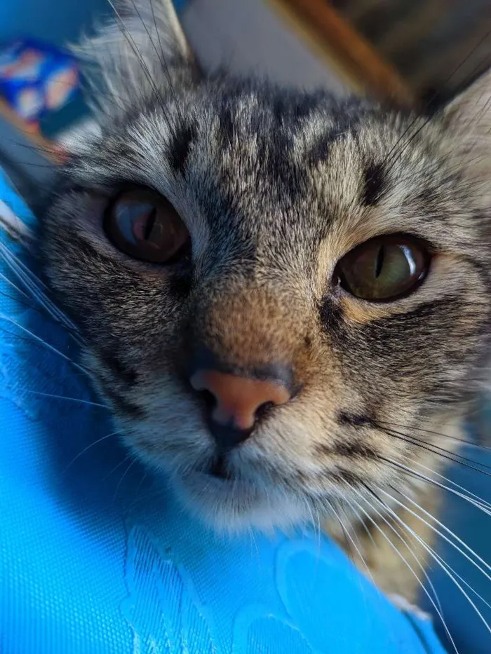 Gato ra a Srt idade 2 anos nome Ted