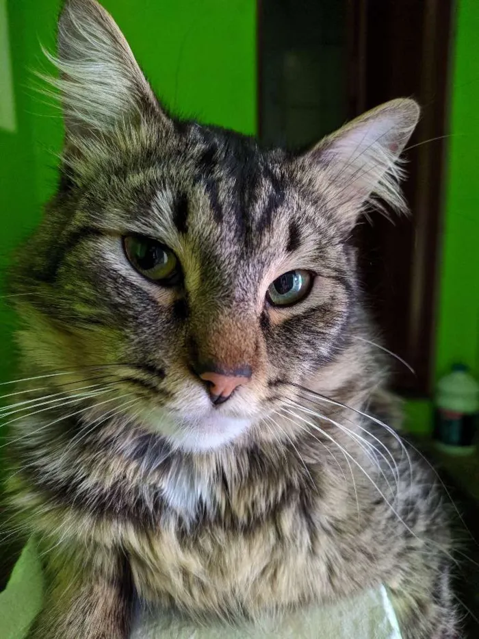 Gato ra a Srt idade 2 anos nome Ted