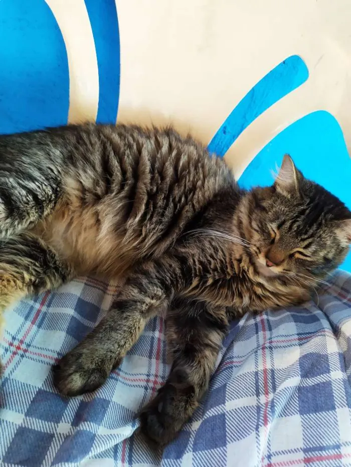 Gato ra a Srt idade 2 anos nome Ted