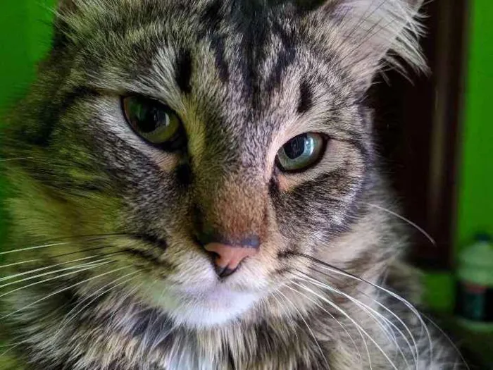 Gato ra a Srt idade 2 anos nome Ted