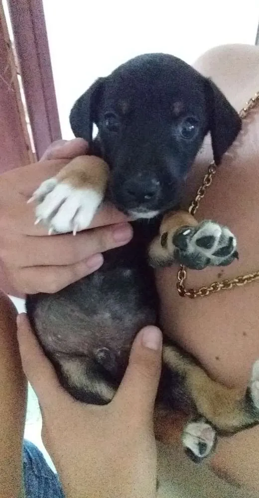 Cachorro ra a Rottwaler misturado  idade 2 a 6 meses nome Sem nome