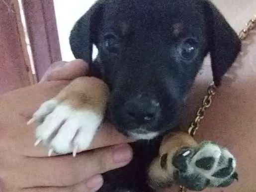 Cachorro ra a Rottwaler misturado  idade 2 a 6 meses nome Sem nome