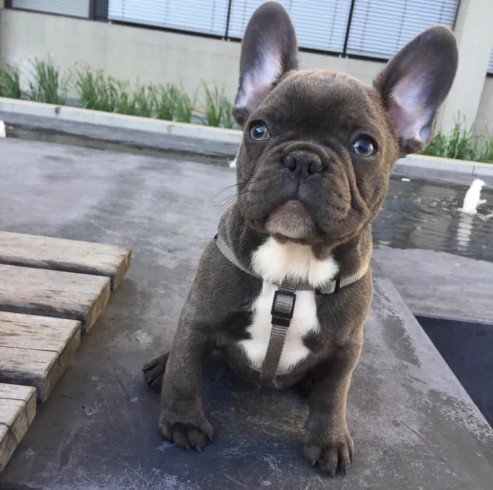 Cachorro ra a Buldogue Francês  idade 2 a 6 meses nome Luc