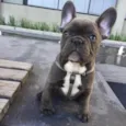 Luc