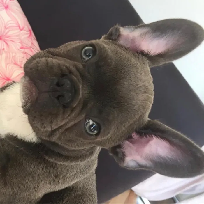 Cachorro ra a Buldogue Francês  idade 2 a 6 meses nome Luc