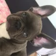Luc