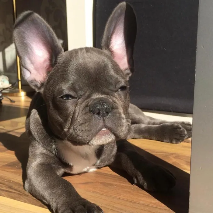 Cachorro ra a Buldogue Francês  idade 2 a 6 meses nome Luc