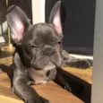 Luc