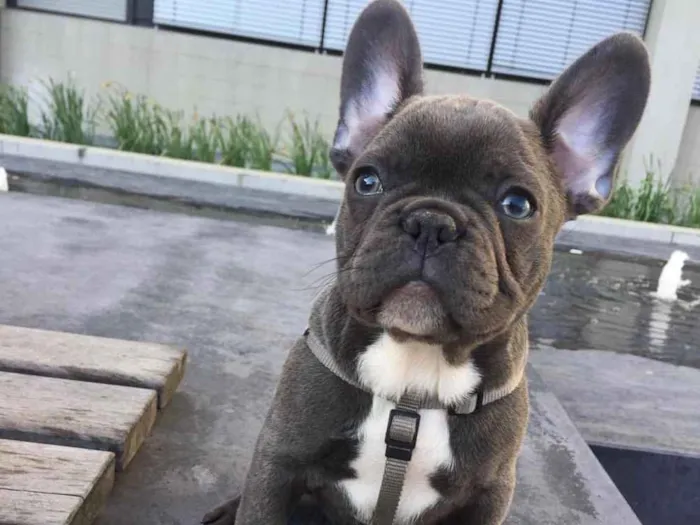 Cachorro ra a Buldogue Francês  idade 2 a 6 meses nome Luc