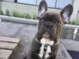 Luc