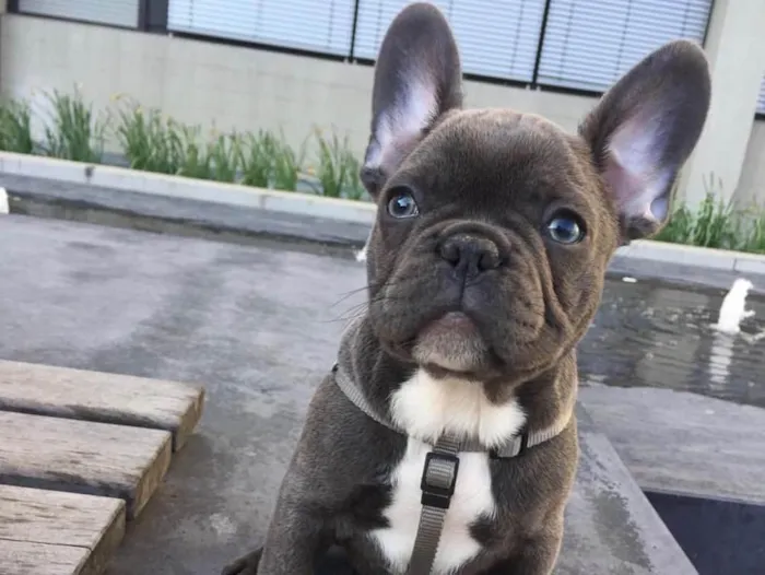 Cachorro ra a Buldogue Francês  idade 2 a 6 meses nome Luc